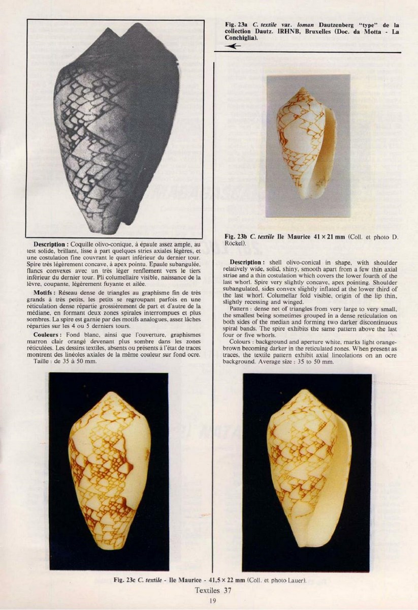 Conus loman, Dautzenberg 1937